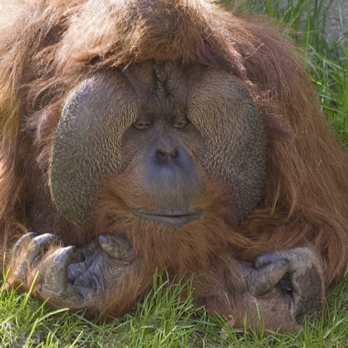 Washington, Seattle Close-up of male orangutan